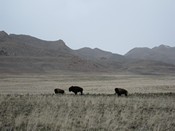 Buffalo on Antelope Island