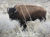 Buffalo on Antelope Island